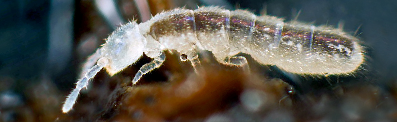 Springtails - Springtails bioindicators