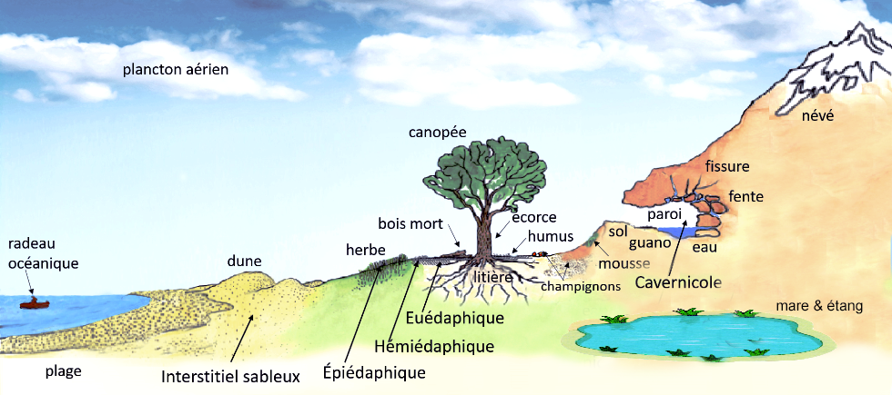 Springtails—Worldwide Jumpers · Frontiers for Young Minds