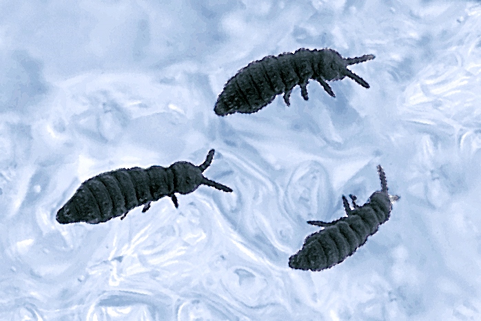 Springtails—Worldwide Jumpers · Frontiers for Young Minds