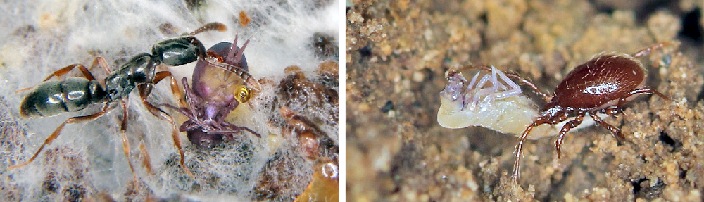 Springtails stick the landing as the world's tiniest acrobats – envirobites