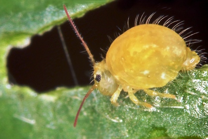 Springtails stick the landing as the world's tiniest acrobats – envirobites